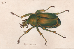 The Shining Beetle